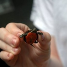 cute-tiny-animals28.jpg