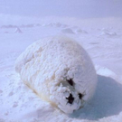 cute-tiny-animals29.jpg