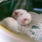 cute-tiny-animals30.jpg