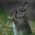 cute-tiny-animals31.jpg