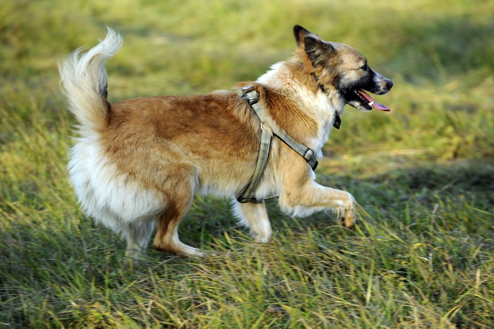 hund mona auf hundewiese.JPG