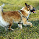 hund mona auf hundewiese.JPG