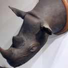 nashorn_offenburg.jpg