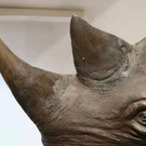 nashorn_offenburg_detail.jpg