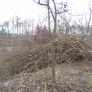 IMG_9624_JPG-1330554787