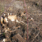 IMG_9637_JPG-1330555633