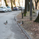 IMG_2525.JPG