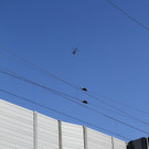 normal_02032012borg_oegussa_006.JPG