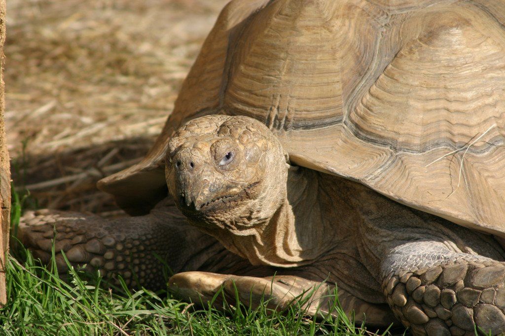 ZooSBG_Landschildkroete.jpg