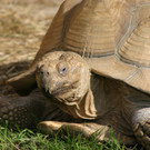 Bilder zu Schildkröten