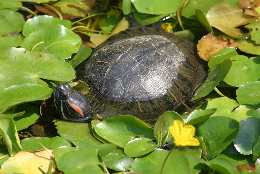 ZooSBG_Wasserschildkr__te.jpg