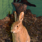 DSC_5985.jpg