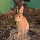 DSC_5986.jpg