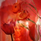 WERNER_BRANZ_PR01_jpg-1331054106