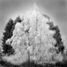 branz_Coldness_jpg-1331054062