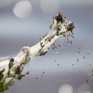 Überschwemmungen in Australien: Invasion der Wolfspinnen