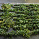 Cannabisplantage Karlstetten