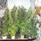 09_03_2012 PI Krems 3.JPG