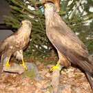 DSC00008.JPG