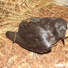 DSC00011.JPG