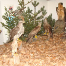 DSC09930.JPG