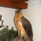 DSC09931.JPG