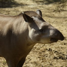 normal_10032012fmt_tiergarten_ta_005.jpg