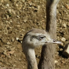 normal_10032012fmt_tiergarten_ta_006.jpg