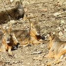normal_10032012fmt_tiergarten_ta_007.jpg