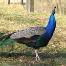 normal_10032012fmt_tiergarten_ta_020.jpg