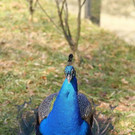 normal_10032012fmt_tiergarten_ta_021.jpg