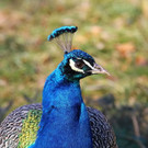 normal_10032012fmt_tiergarten_ta_022.jpg