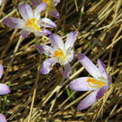 normal_10032012fmt_tiergarten_ta_026.jpg