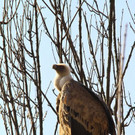 normal_10032012fmt_tiergarten_ta_030.jpg