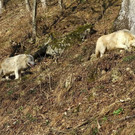 normal_10032012fmt_tiergarten_ta_034.jpg