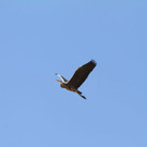 normal_10032012fmt_tiergarten_ta_035.jpg