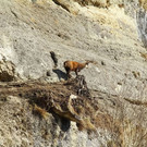 normal_10032012fmt_tiergarten_ta_037.jpg