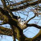 normal_10032012fmt_tiergarten_ta_042.jpg