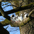 normal_10032012fmt_tiergarten_ta_043.jpg