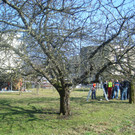Winterschnittkurs OGV Frastanz 2012