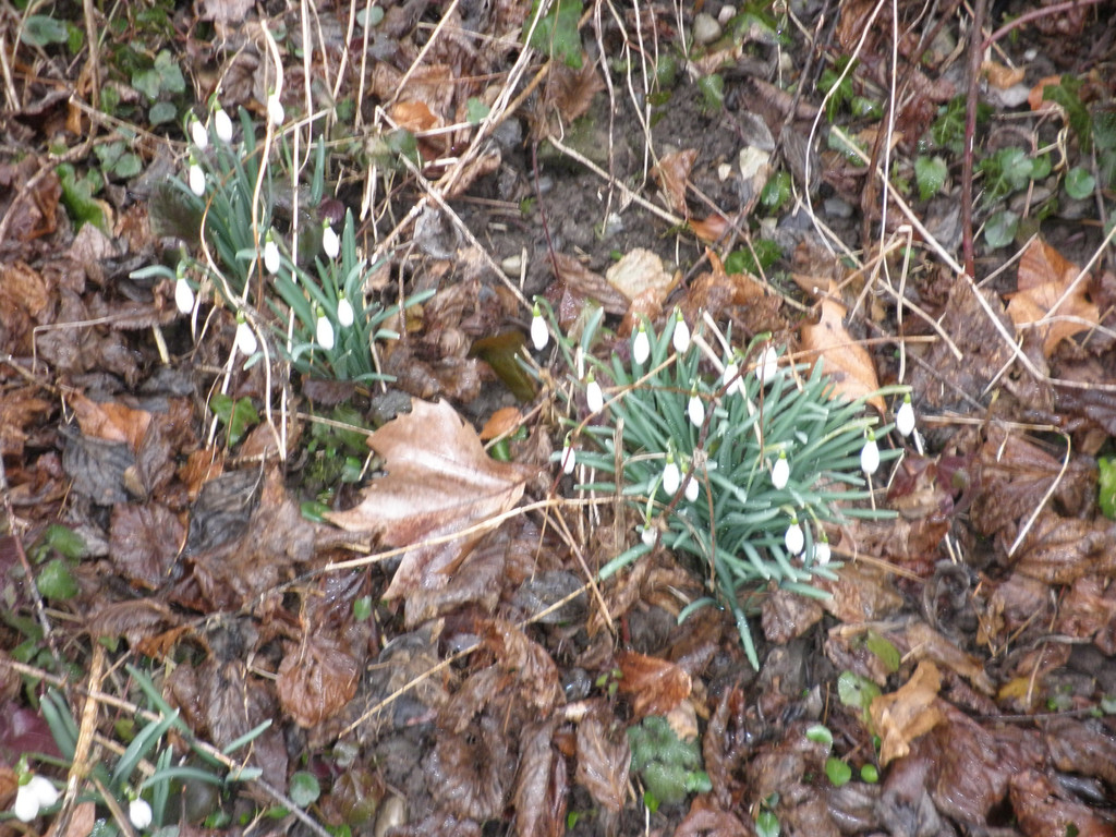 P3110006.JPG