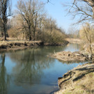 Eselschwanz_ H__chst 13_03_2012 42_jpg-1331647595