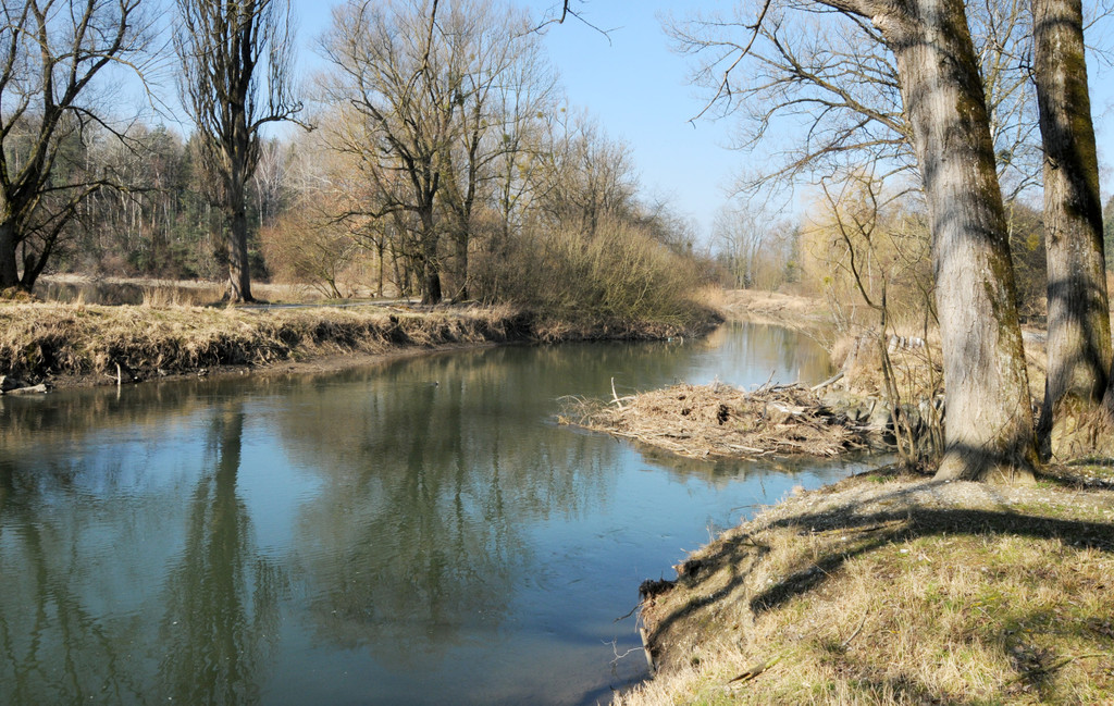 Eselschwanz_ H__chst 13_03_2012 42_jpg-1331647595