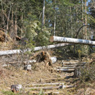 KOE_Forstarbeiten G__fis 5_jpg-1331661564