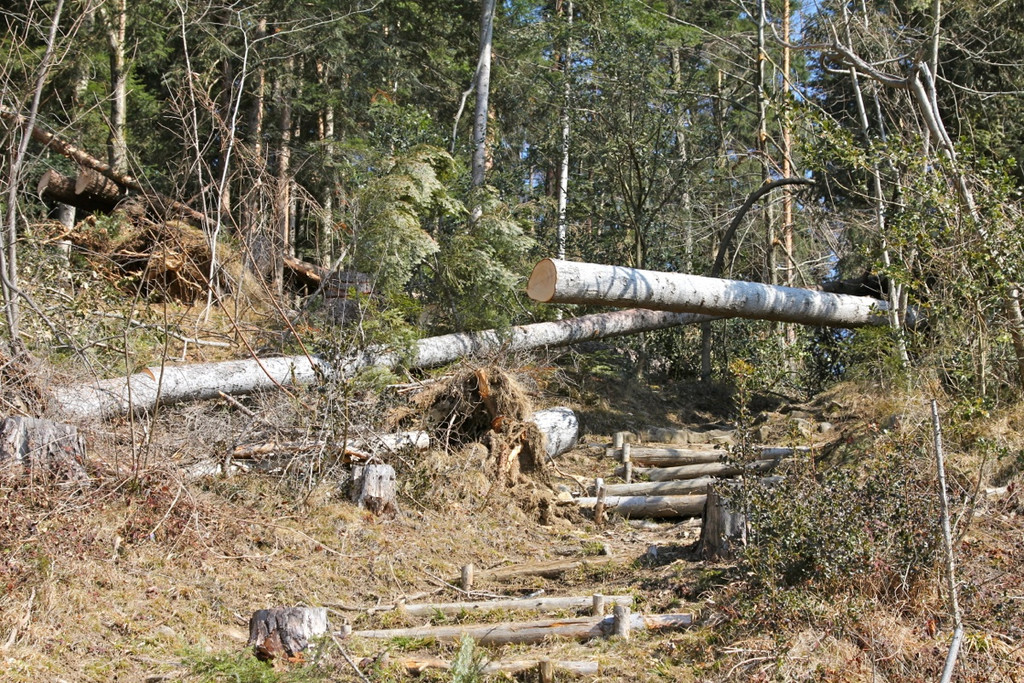 KOE_Forstarbeiten G__fis 5_jpg-1331661564