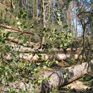 KOE_Forstarbeiten G__fis 6_jpg-1331661579