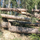 KOE_Forstarbeiten G__fis 7_jpg-1331661592