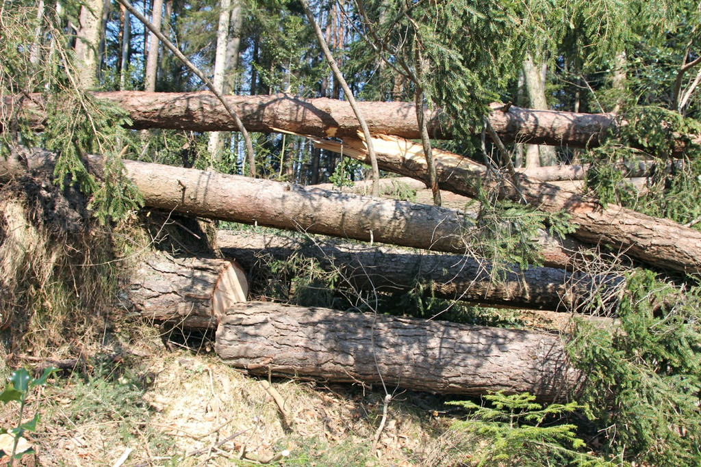 KOE_Forstarbeiten G__fis 7_jpg-1331661592