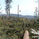 KOE_Forstarbeiten G__fis 12_jpg-1331661645