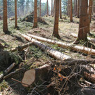 KOE_Forstarbeiten G__fis 14_jpg-1331661669